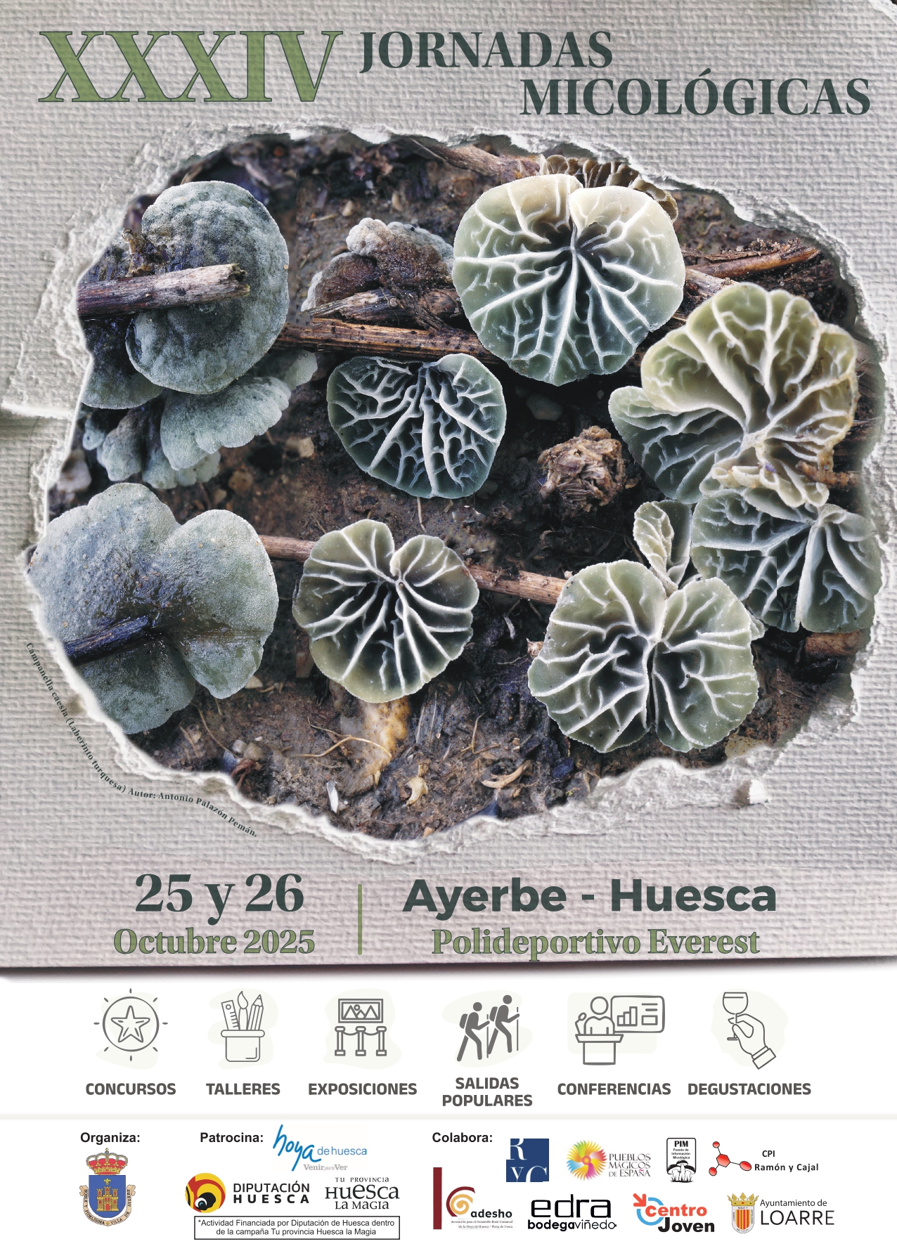 jornadas micológicas Ayerbe
